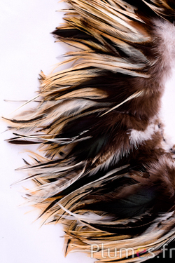 Gallo - 10-15 cm - naturale